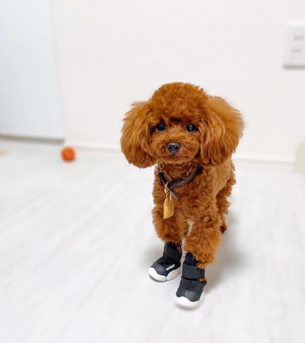 A little brown poodle in black dog sneakers.   