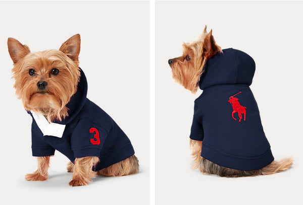 A little dog in a doggie Ralph Lauren polo shirt hoodie 