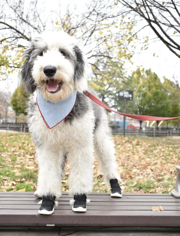 Dog shoes for goldendoodle