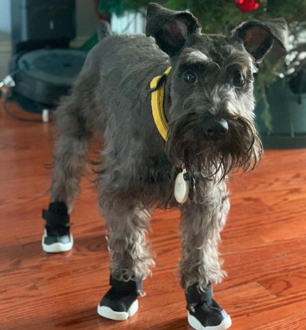 A gray Schnauzer wearing black dog shoes 