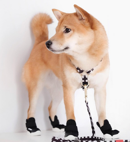 A small Shiba Inu wearing RIFRUF dog sneakers inside an apartment