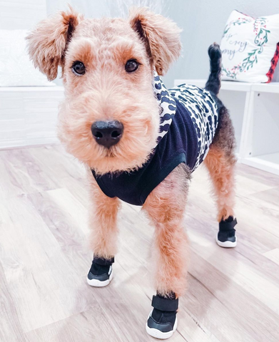 A small Welsh Terrier wearing black RIFRUF dog sneakers