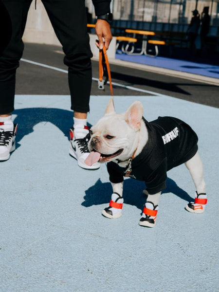 small white French Bulldog wearing RIFRUF dog sneakers