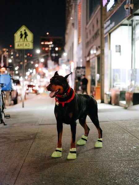 black dog wearing RIFRUF dog sneakers