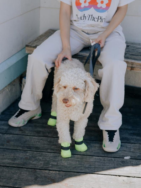 a tiny white dog wearing RIFRUF dog sneakers 