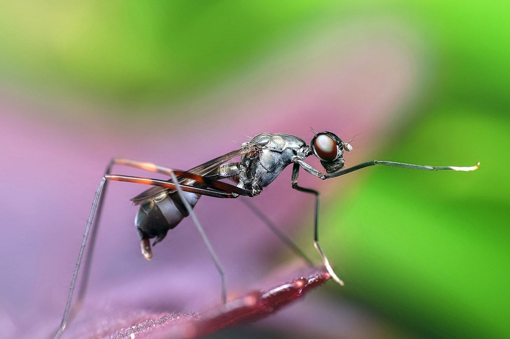 Gros plan d'une fourmi