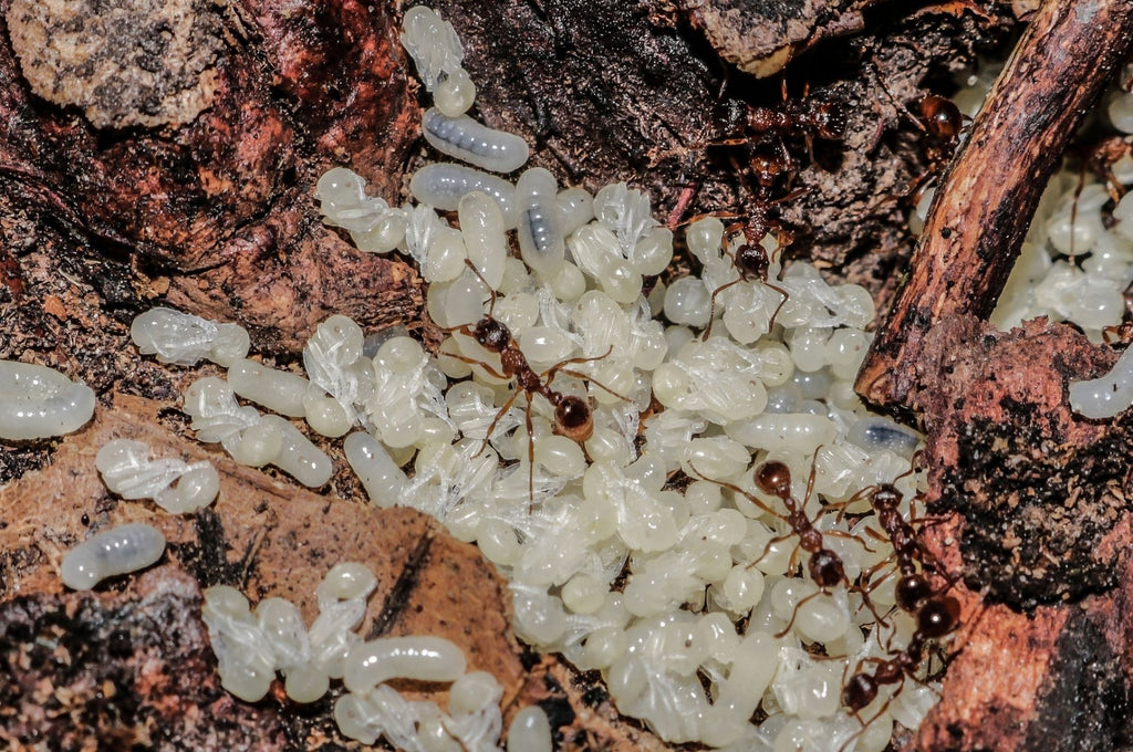 Fourmis et larves dans un nid de fourmis