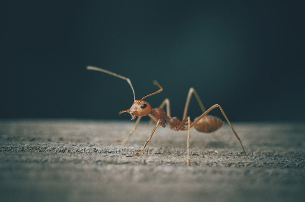 Gros plan d'une fourmi