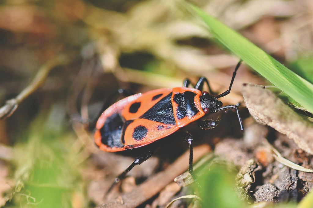 Gros plan d'un bug de feu