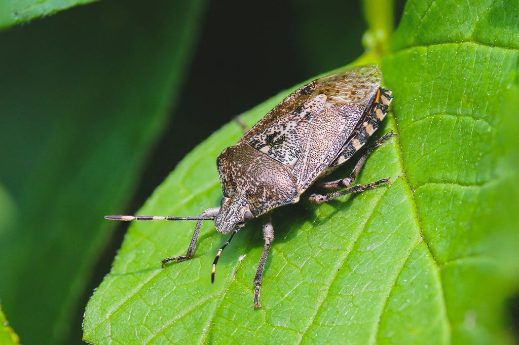 Bug de jardin gris gros plan