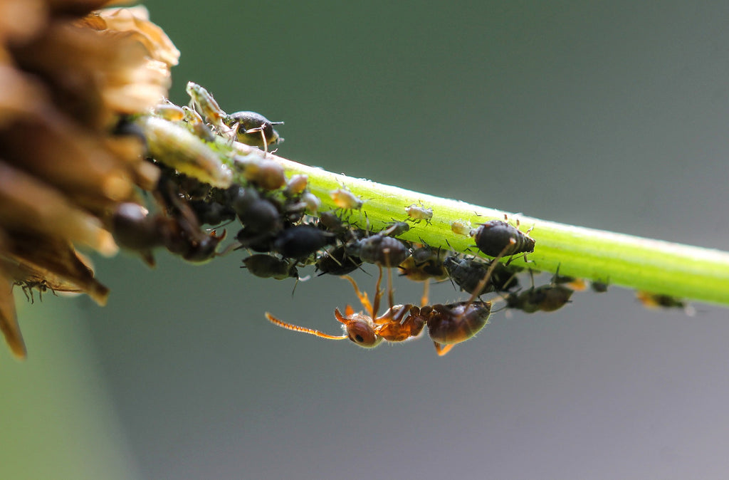 Ameisen und Blattläuse an einem Pflanzenstiel