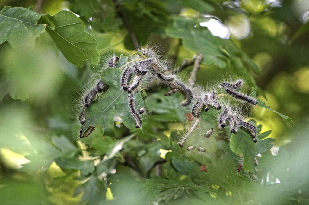 Larven mit Brennhaaren in einem Baum