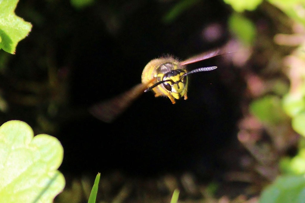 Erdwespe fliegt aus einem Erdloch hinaus ins Freie