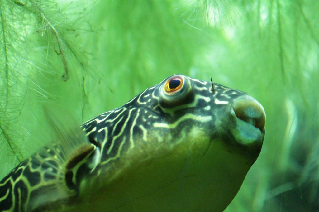 Pesce con alghe filamentose sullo sfondo