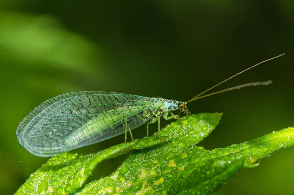 Chrysope en gros plan