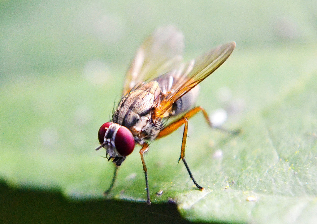 Reconnaître et se débarrasser des mouches des fruits - gros plan d'une mouche des fruits