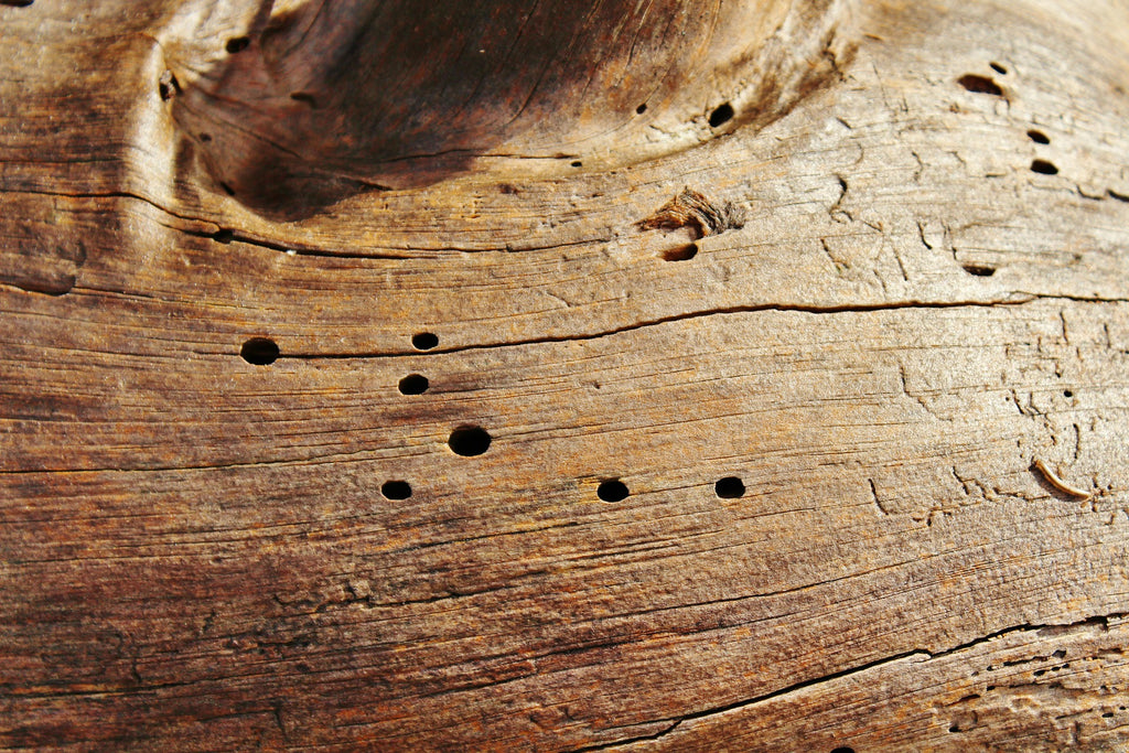 Löcher im Holz aufgrund von Holzwurm