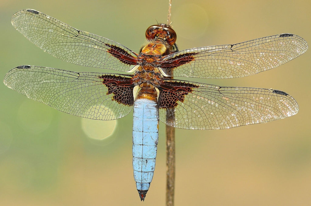 Detailaufnahme einer Libelle