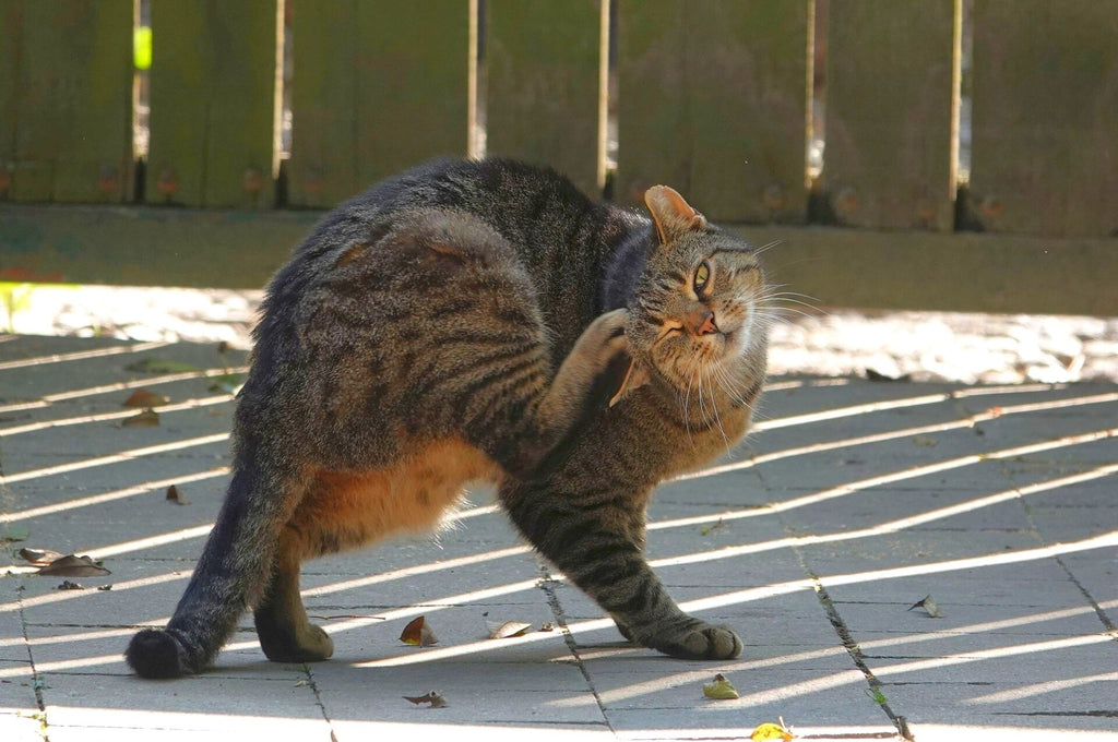 Un chat se gratte en étant debout