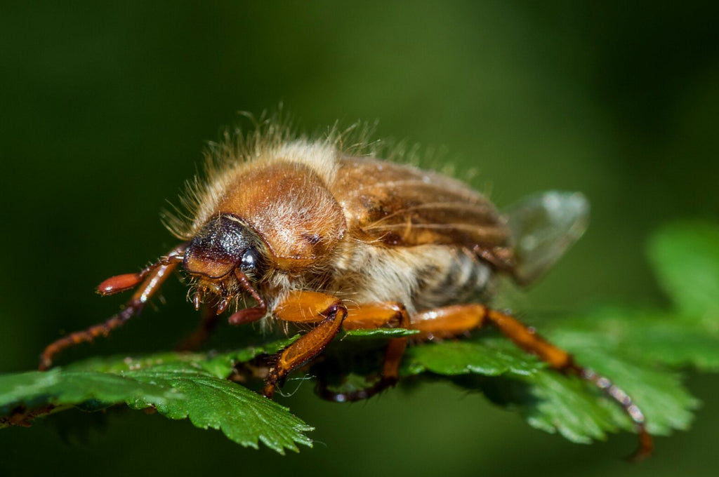 Primo piano dello scarabeo di giugno