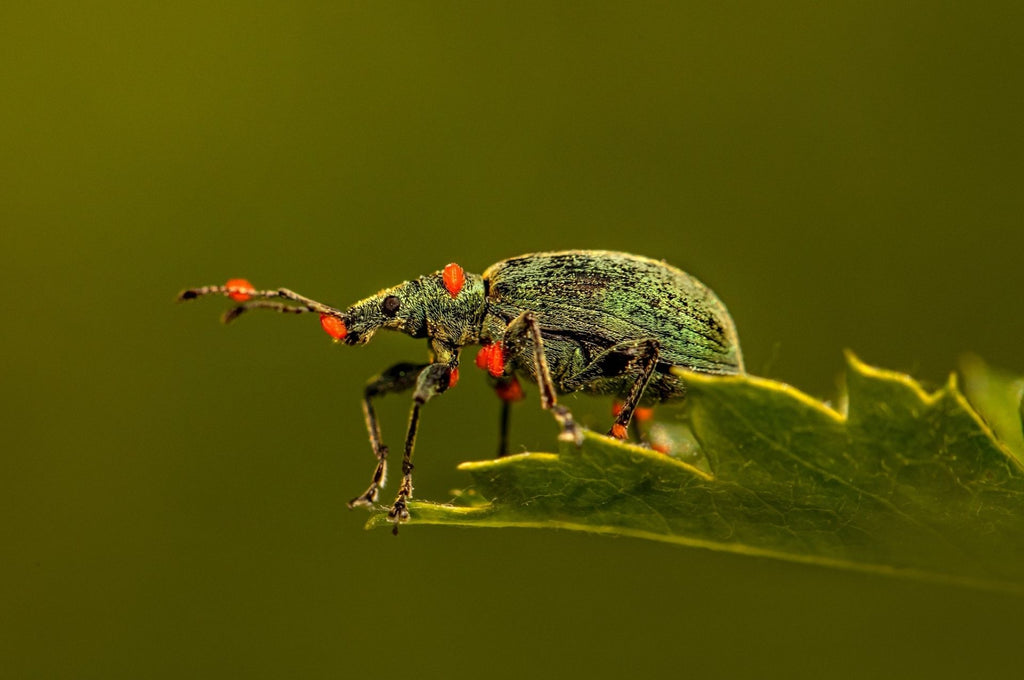 Käfer im Haus – erkennen, bestimmen und bekämpfen — Silberkraft