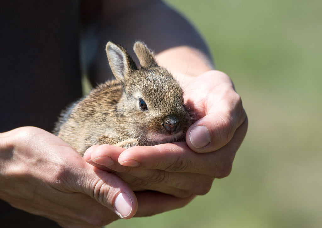 Milben bei Kaninchen führt zu Fellirritationen
