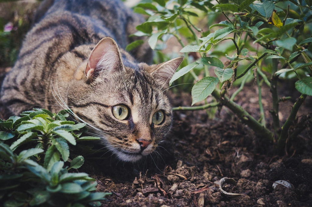 Den Garten katzensicher machen - Katzenabwehr im Garten leicht gemacht —  Silberkraft