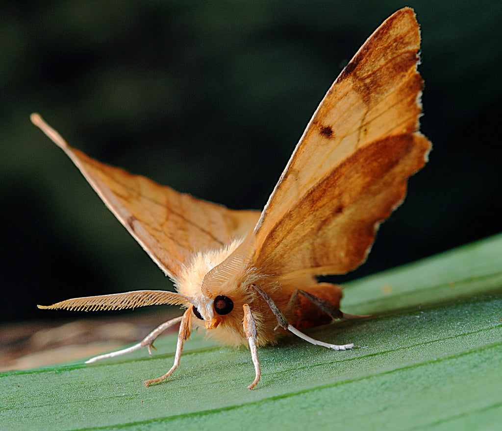 Un papillon sur une feuille