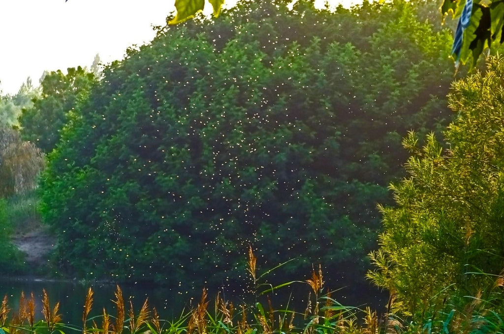 Kriebelmückenschwarm im Sommer