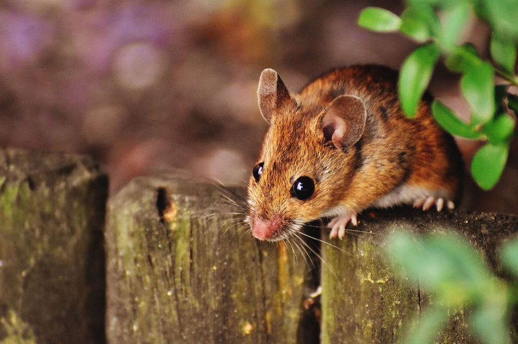 Mäuse in Deutschland_Nahaufnahme einer Maus