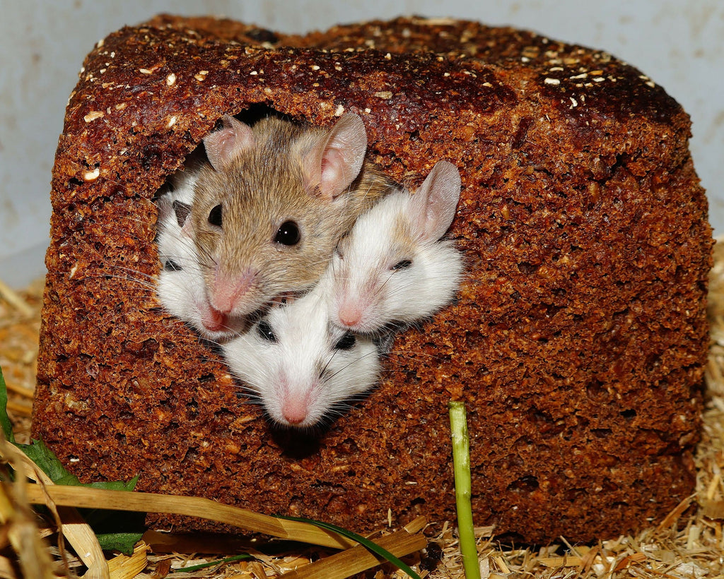 Mäuse im Haus - GreenHero Mäuse-Ex zum Fernhalten und Vergrähmen von  Mäusen.