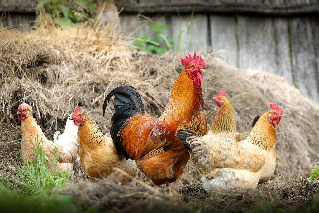 Milbenbefall bei Hühnern erkennen und bekämpfen