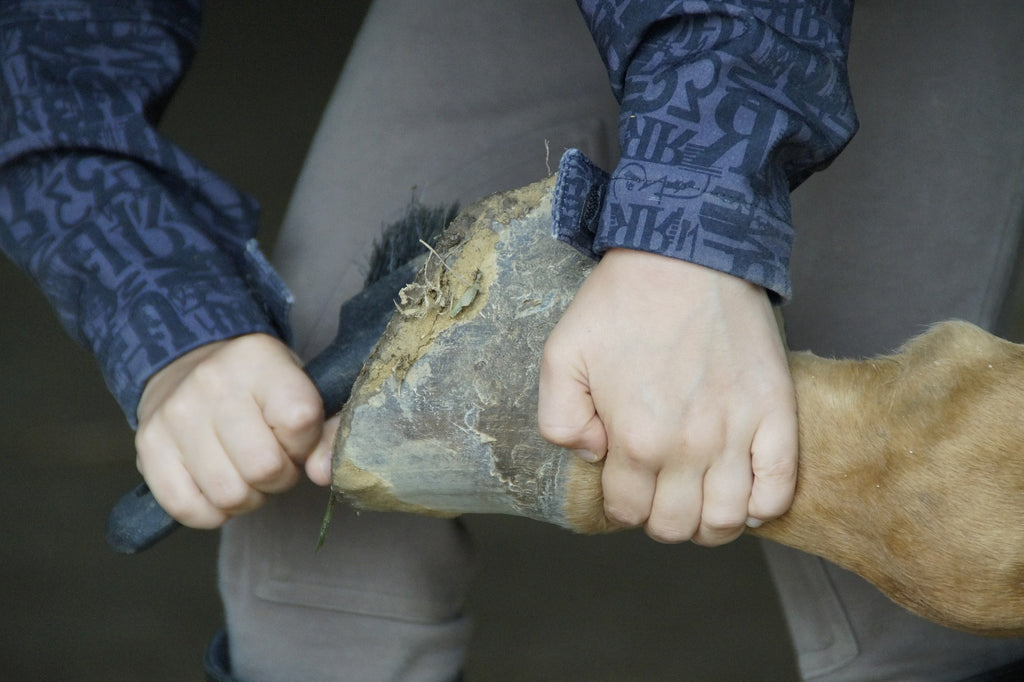 Le sabot d'un cheval est arraché