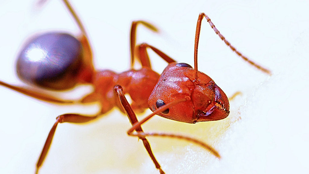 Arrosage Extérieur: contre insectes nuisibles jardin araignée/fourmi