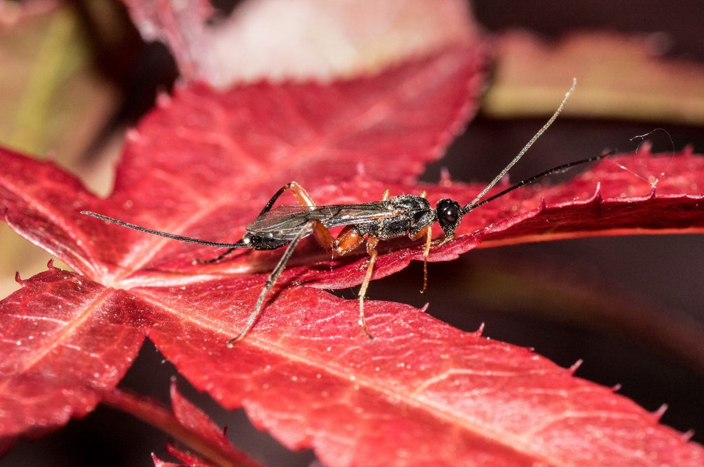 Taille de la guêpe ichneumon