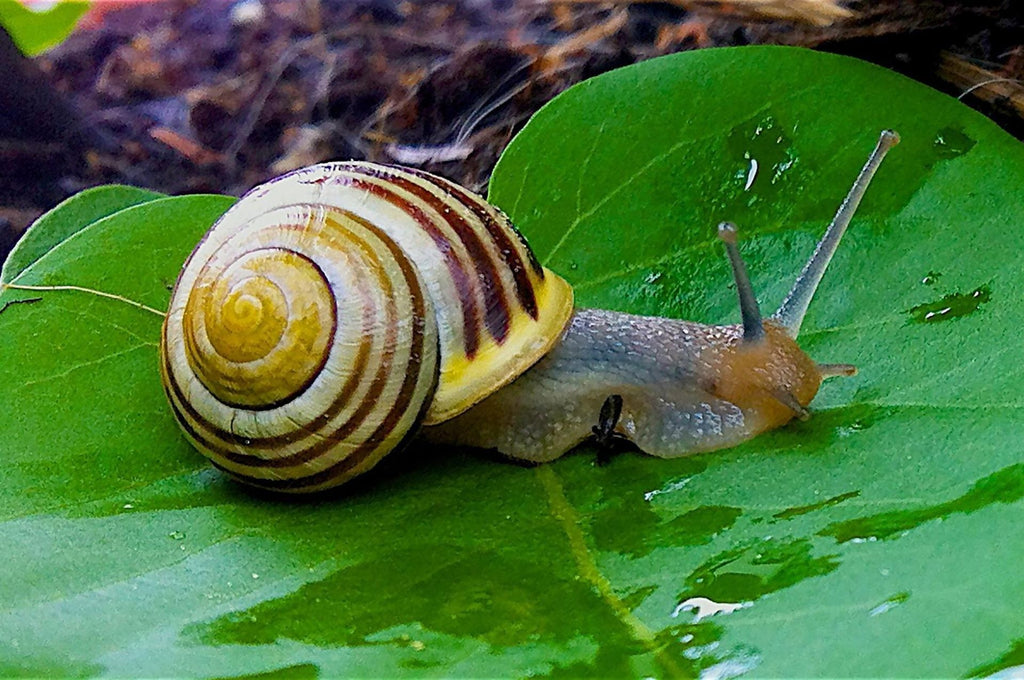 Bänderschnecke