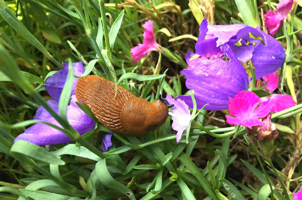 Nacktschnecke auf einer Blüte