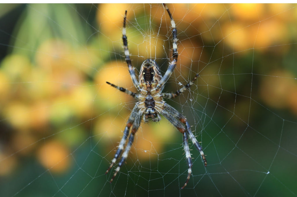 Araignée dans une toile dans la nature