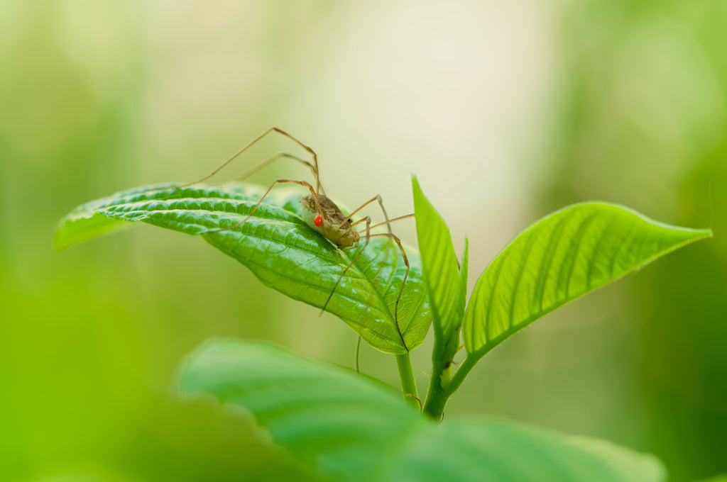 Moissonneuse sur une feuille