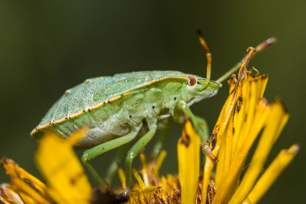 Colpo laterale della cimice verde