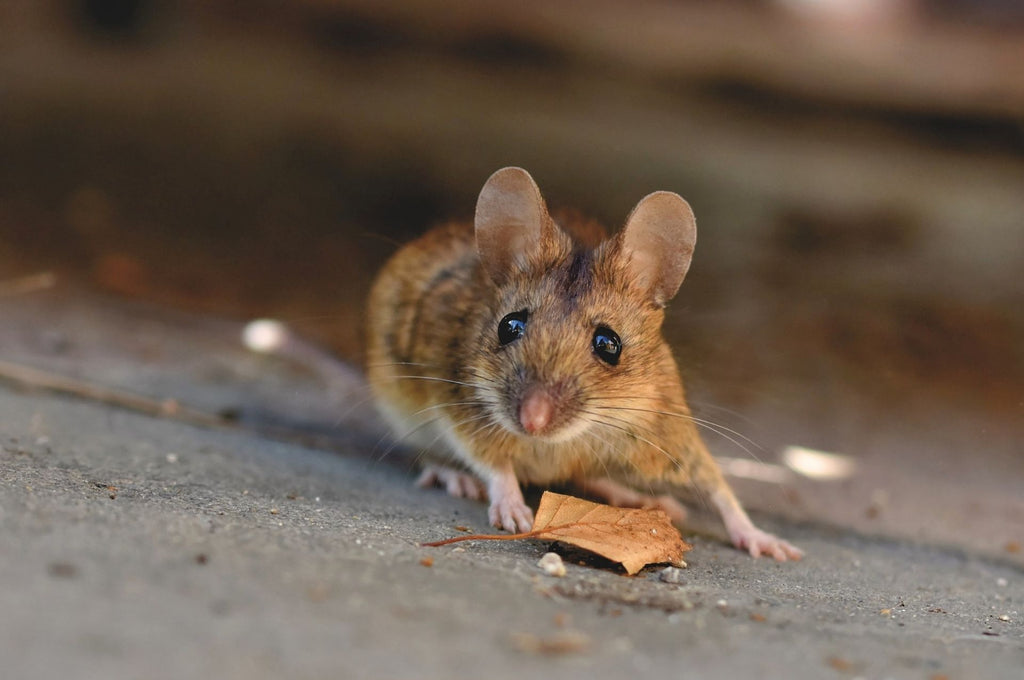 Différence rat mouse_close up souris