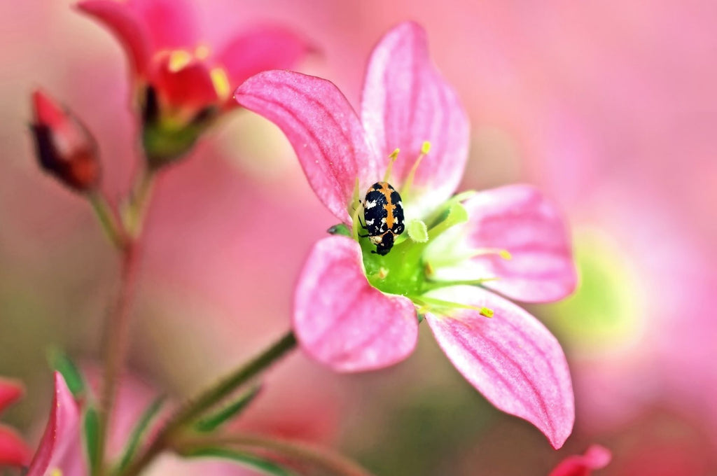 Un anthrène des tapis adulte sur une fleur