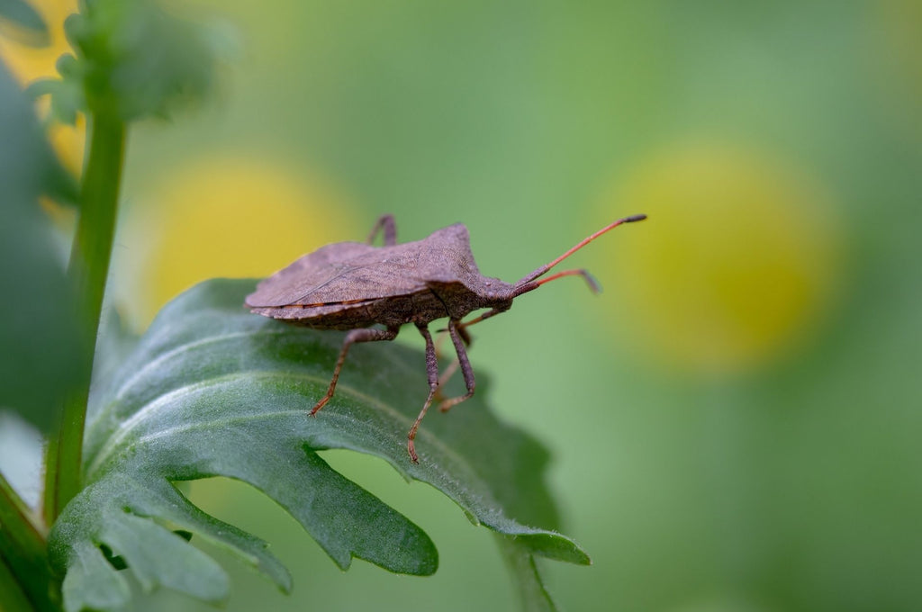 Gros plan d'une punaise des feuilles brunes