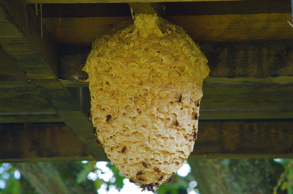 Nido di vespe in una capriata del tetto