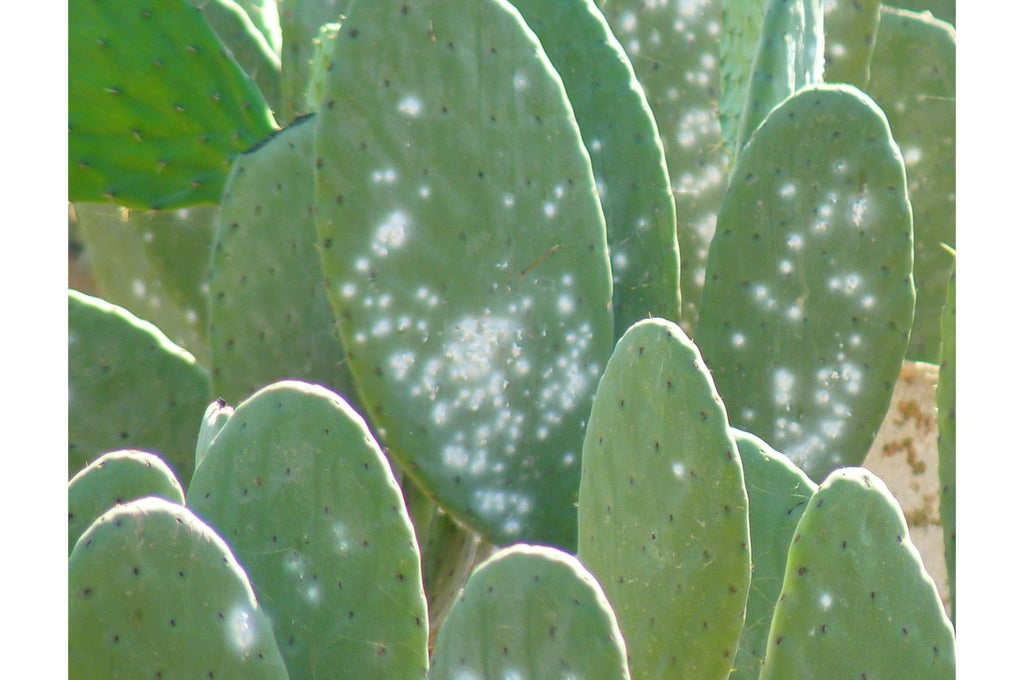 cactus infestés de cochenilles