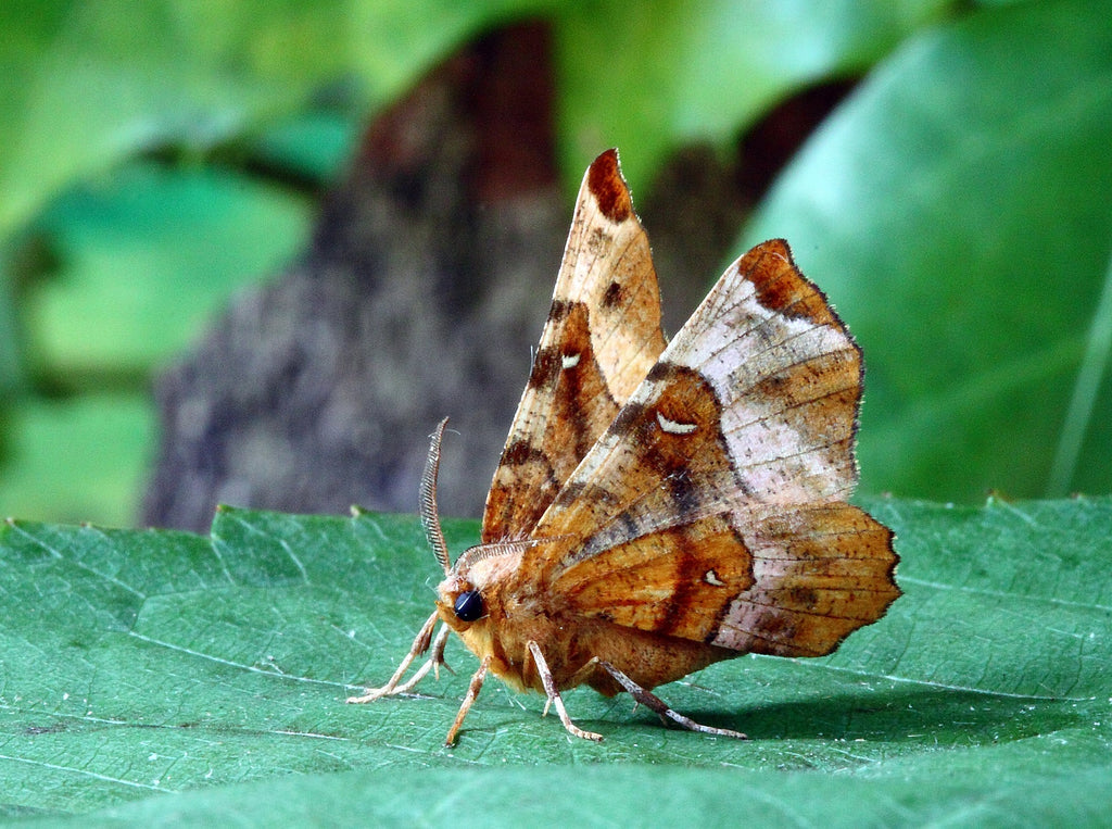 Anti mites bois de cèdre