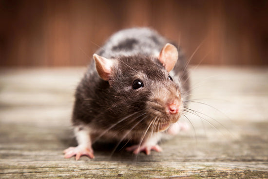 rat closeup