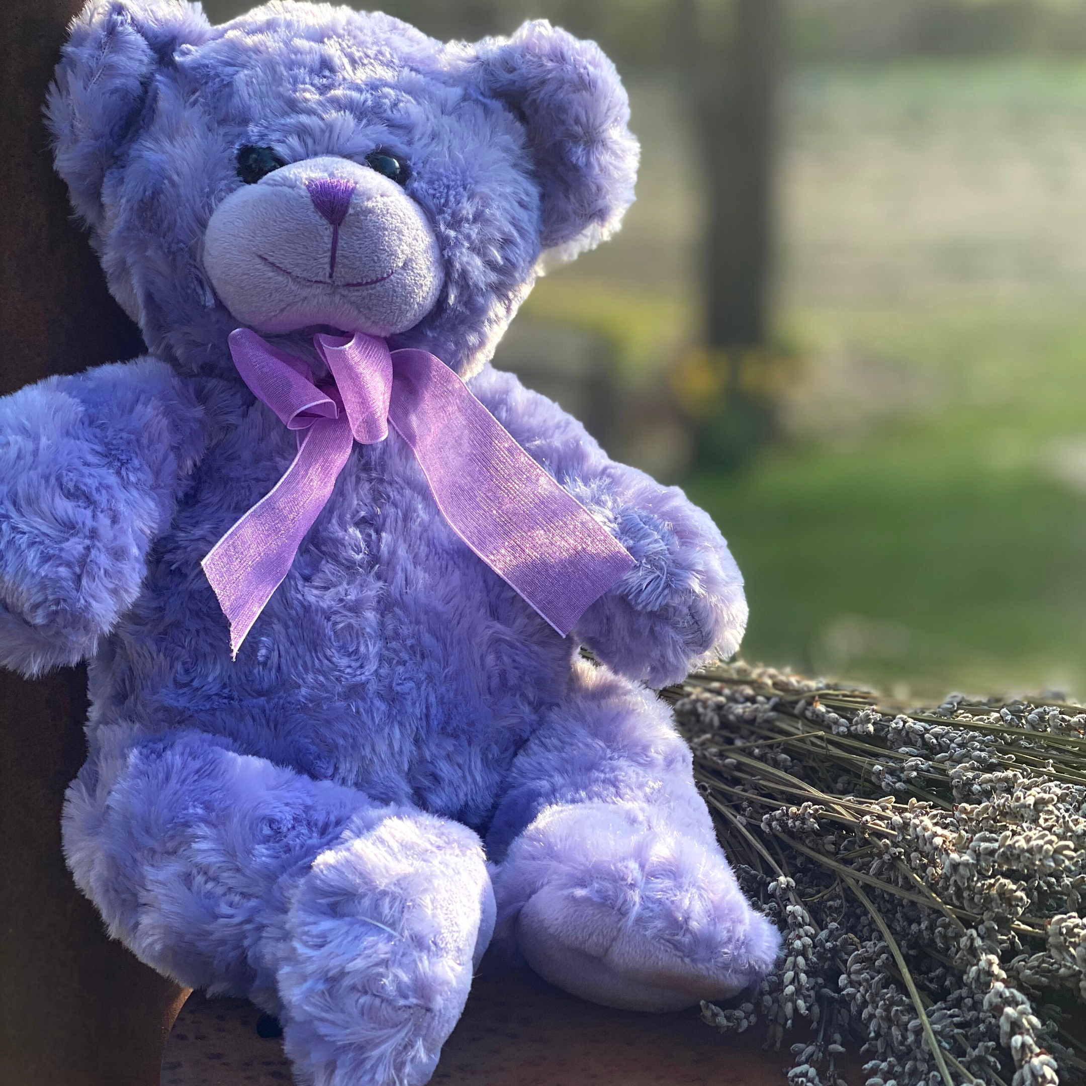 lavender teddy