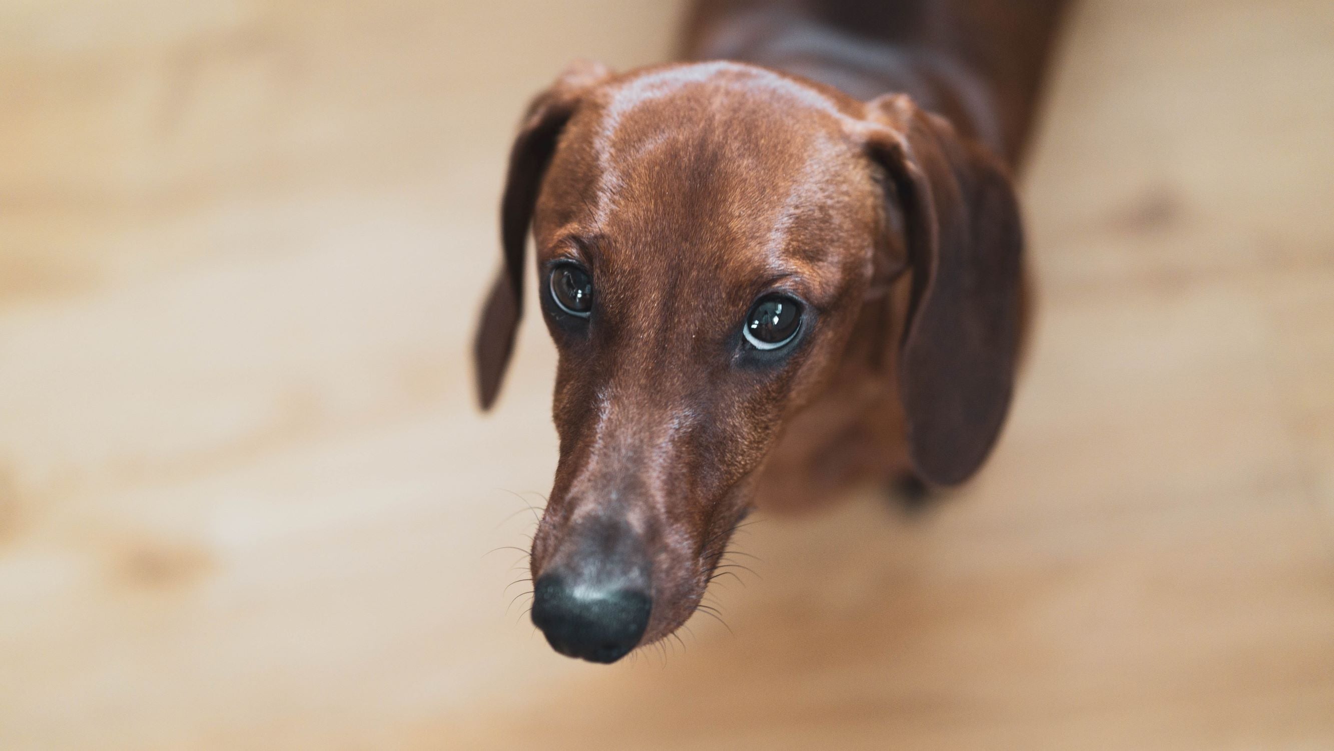 is jumping bad for dachshunds