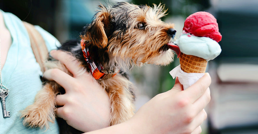 Can Dogs Eat Ice Cream